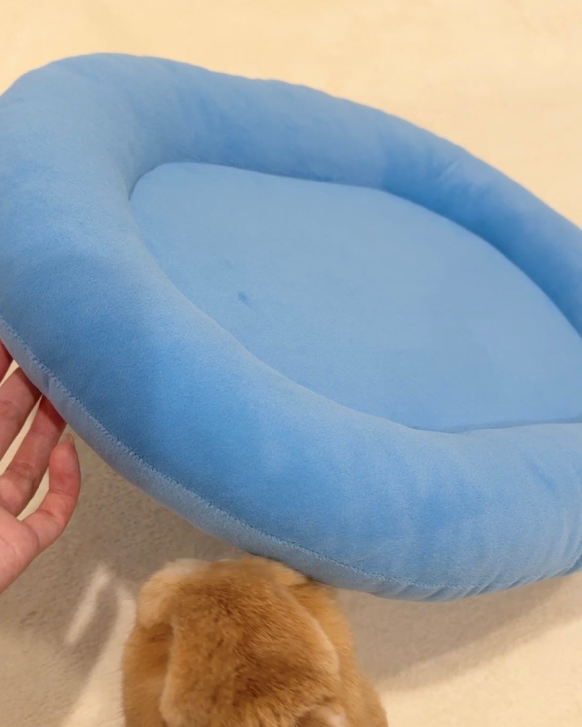 Sky Blue Velvet bunny Bed, Large