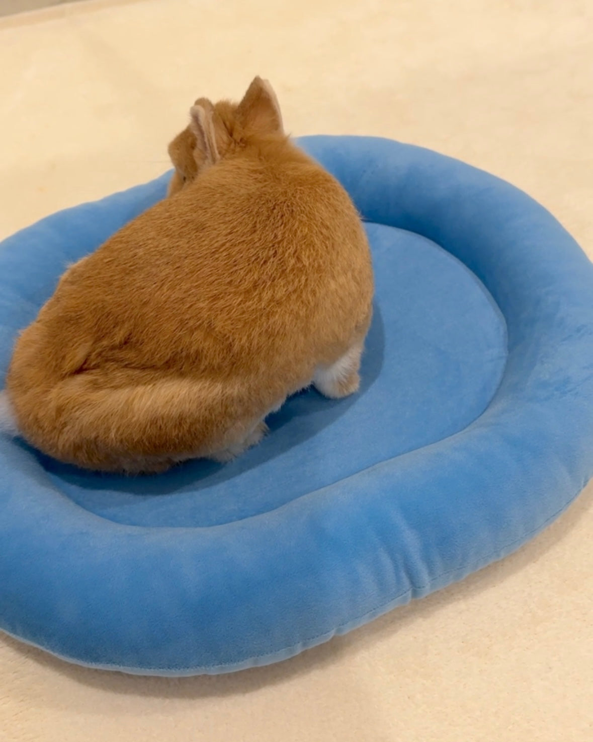 Sky Blue Velvet bunny Bed, Large