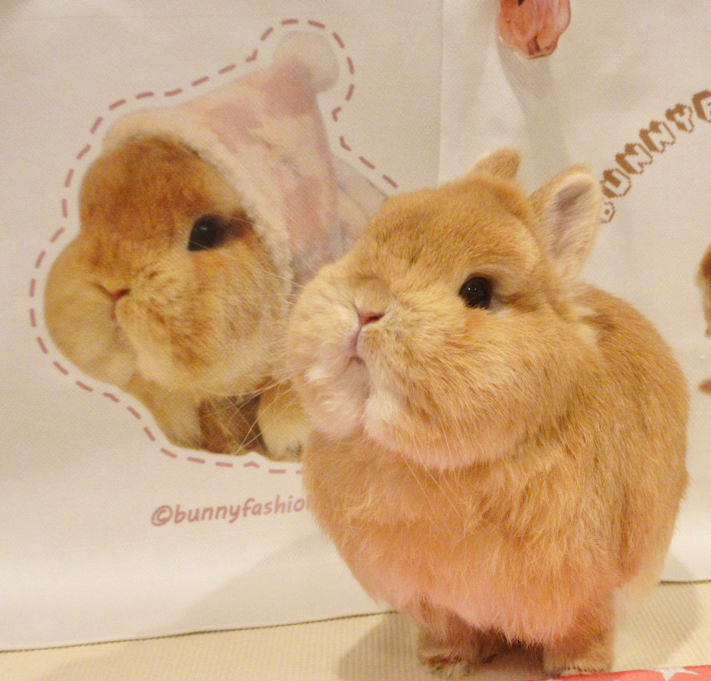 Eggie in Hoodie Soft Canvas Bag 38x34cm