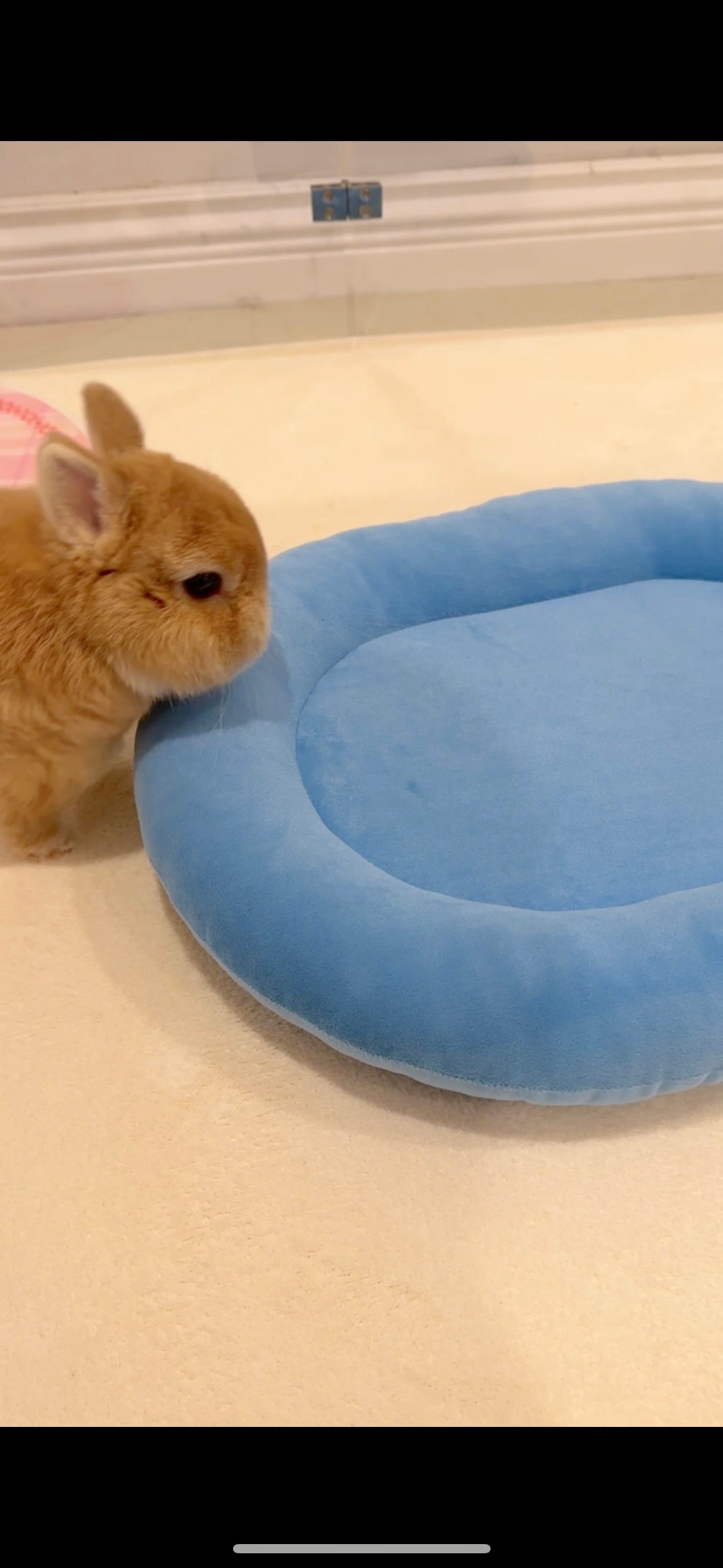 Sky Blue Velvet bunny Bed, Large
