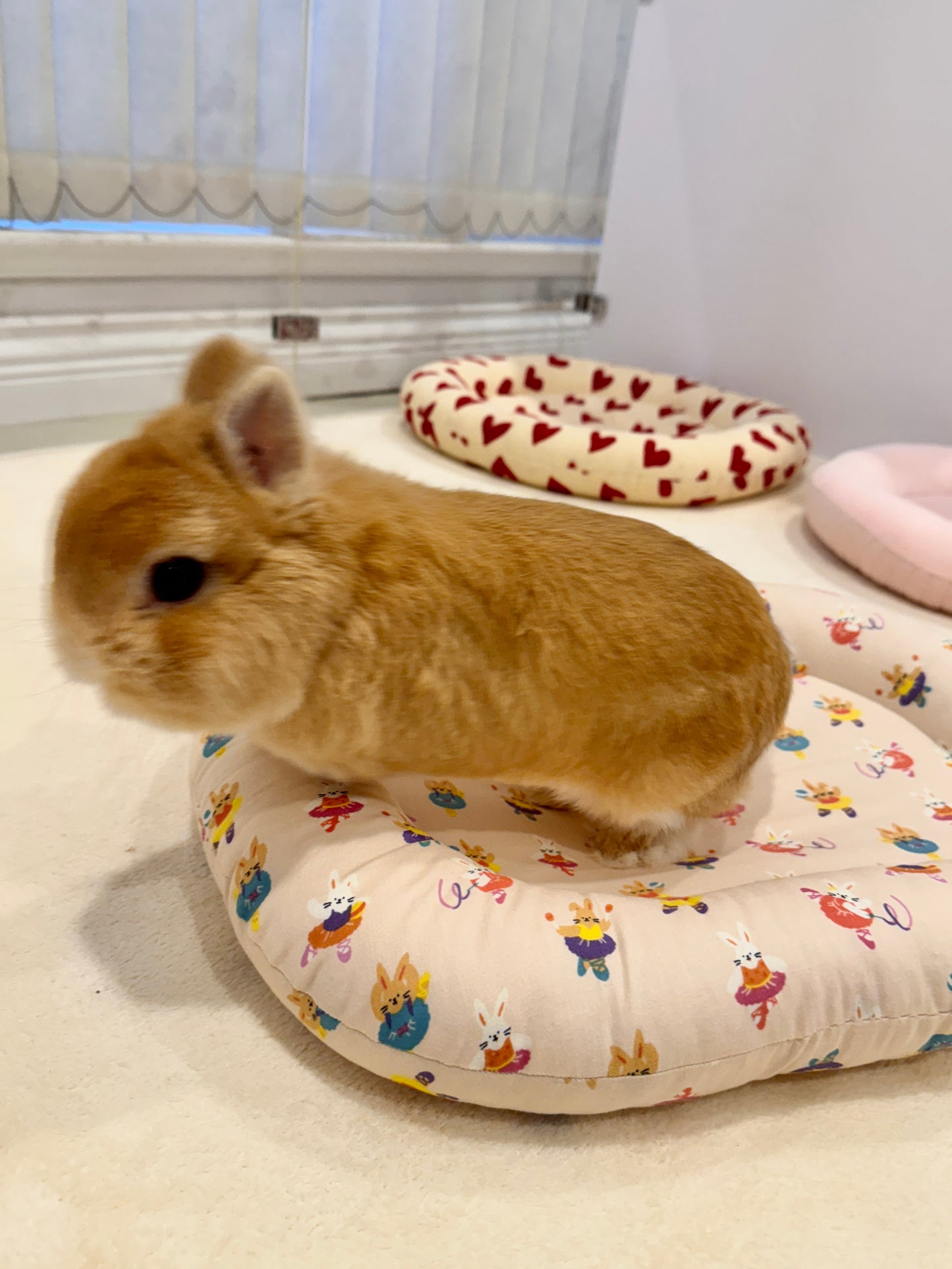 Ballerina bunny Bed, Large