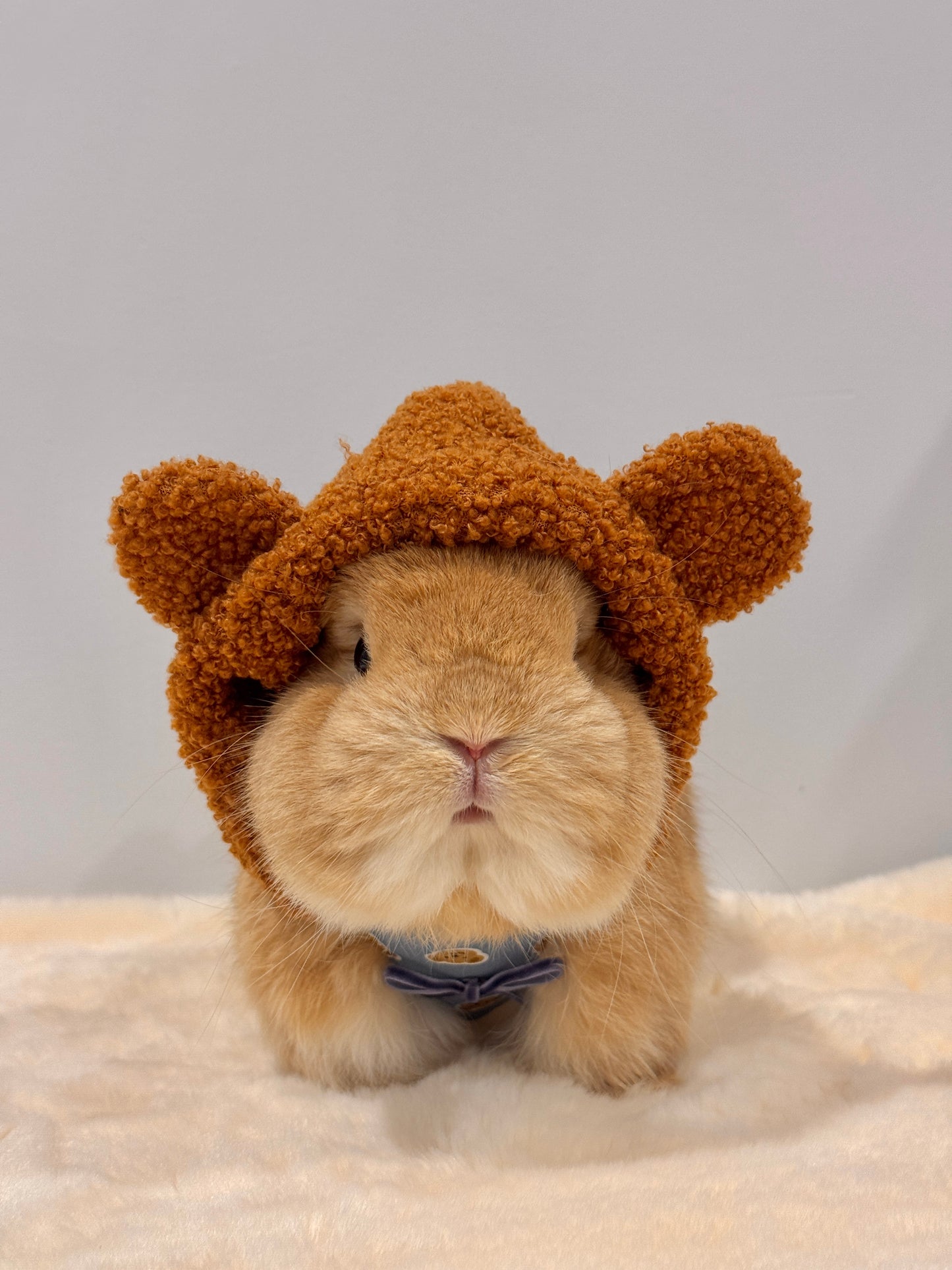 Pre-order. Pandiggie Beariggie Hoodie Harness