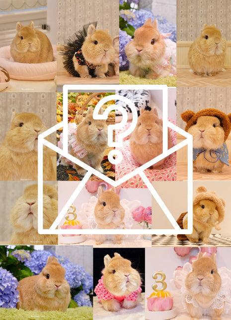 Mystery Eggie Postcard 3.0