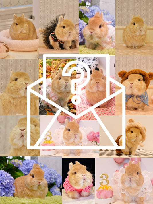 Mystery Eggie Postcard 3.0