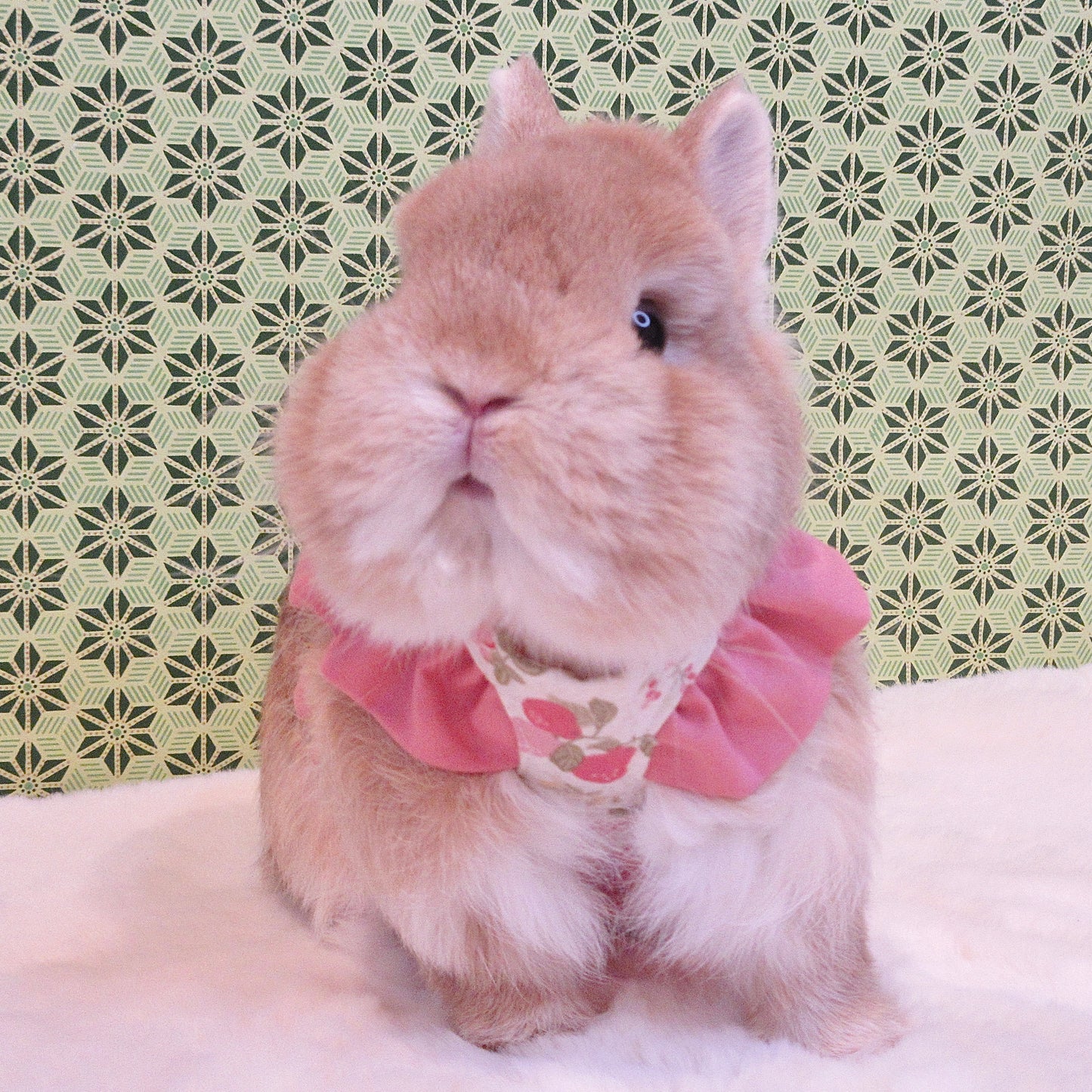 Pre-order. Pink Fruit Lace Dress/Harness