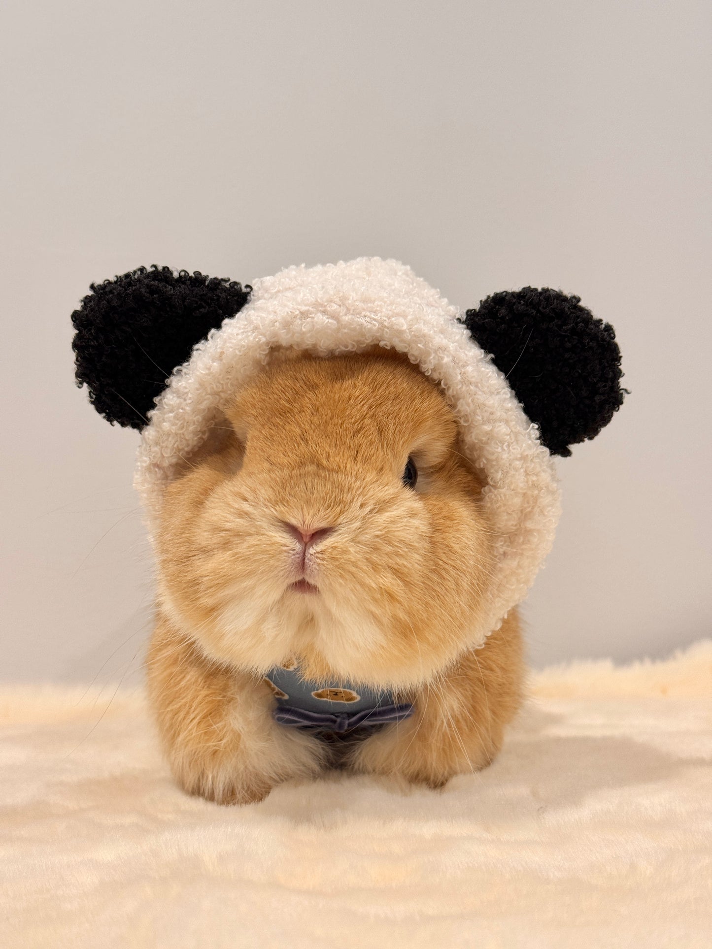 Pre-order. Pandiggie Beariggie Hoodie Harness