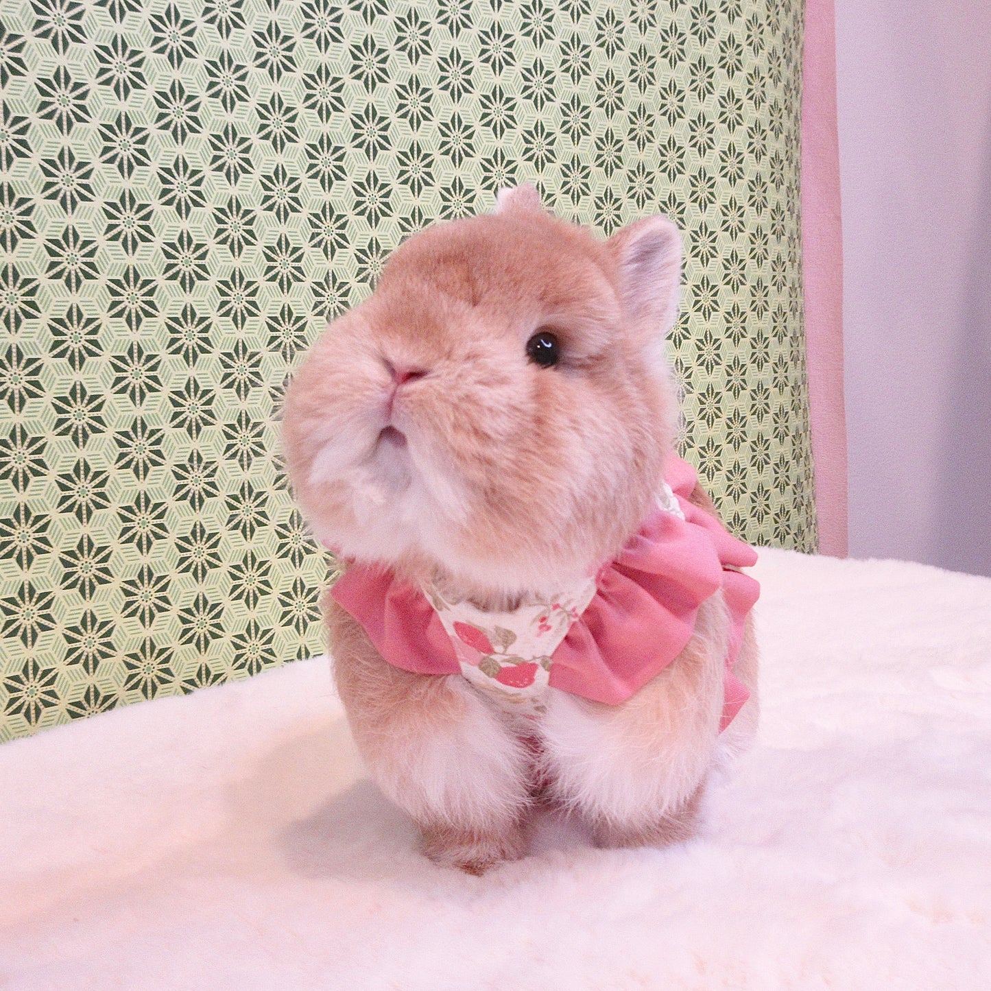 Pre-order. Pink Fruit Lace Dress/Harness