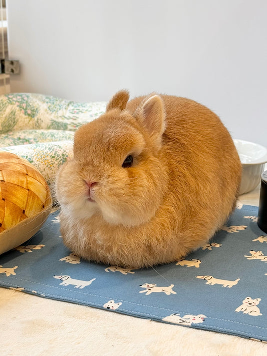 Thin Flat bunny pet mat