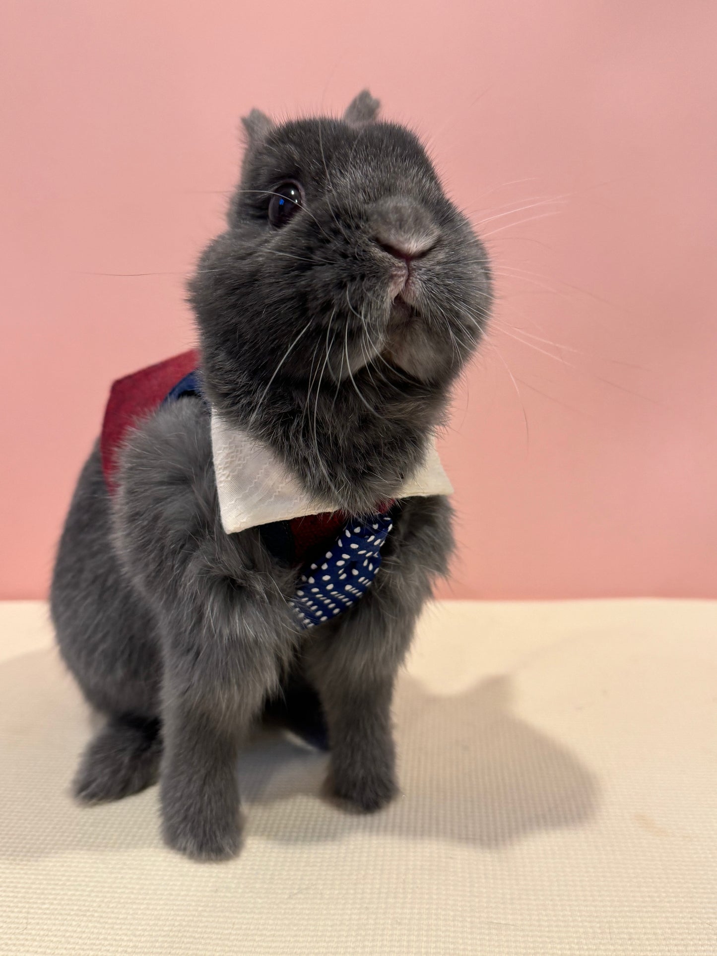 Burgundy Suit and Tie pet bunny rabbit Vest/3D Non-Adjustable Harness