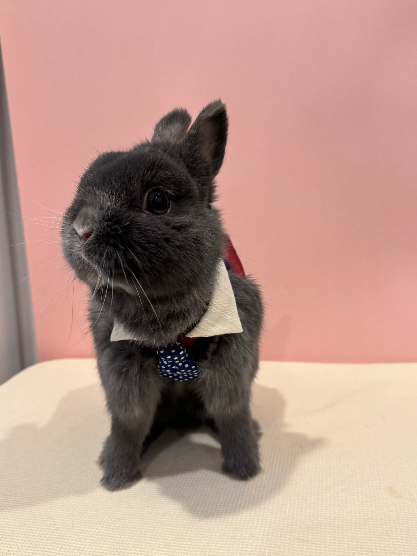 Burgundy Suit and Tie pet bunny rabbit Vest/3D Non-Adjustable Harness