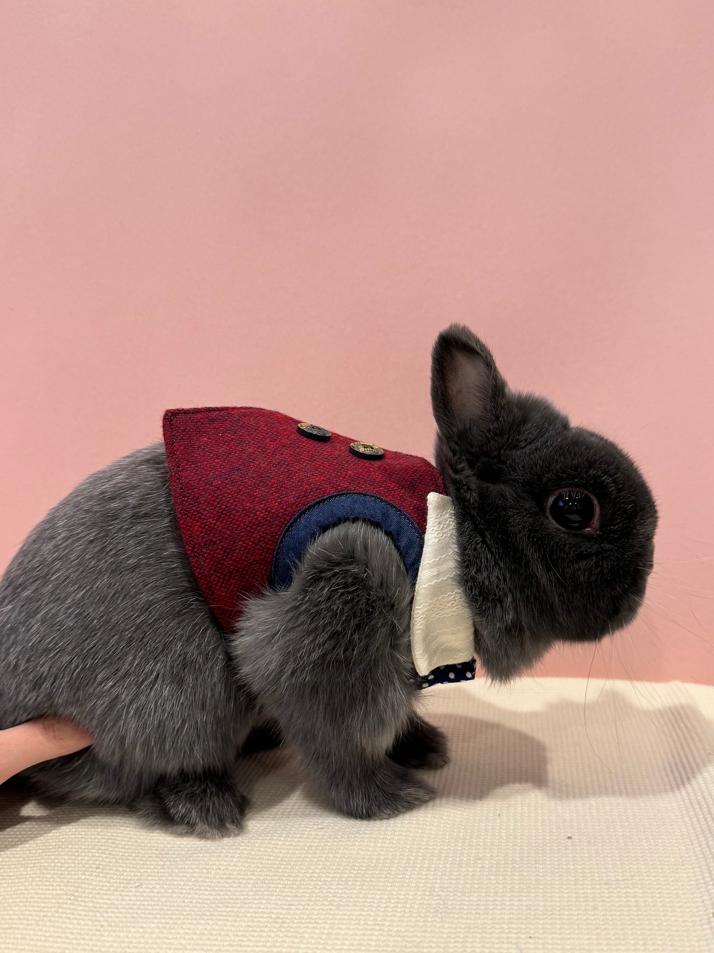 Burgundy Suit and Tie pet bunny rabbit Vest/3D Non-Adjustable Harness