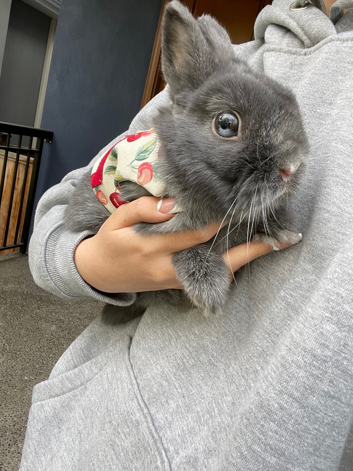 Cherry Vest, Pet Bunny Dress/Harness, Rabbit Clothing/ Adjustable Harness