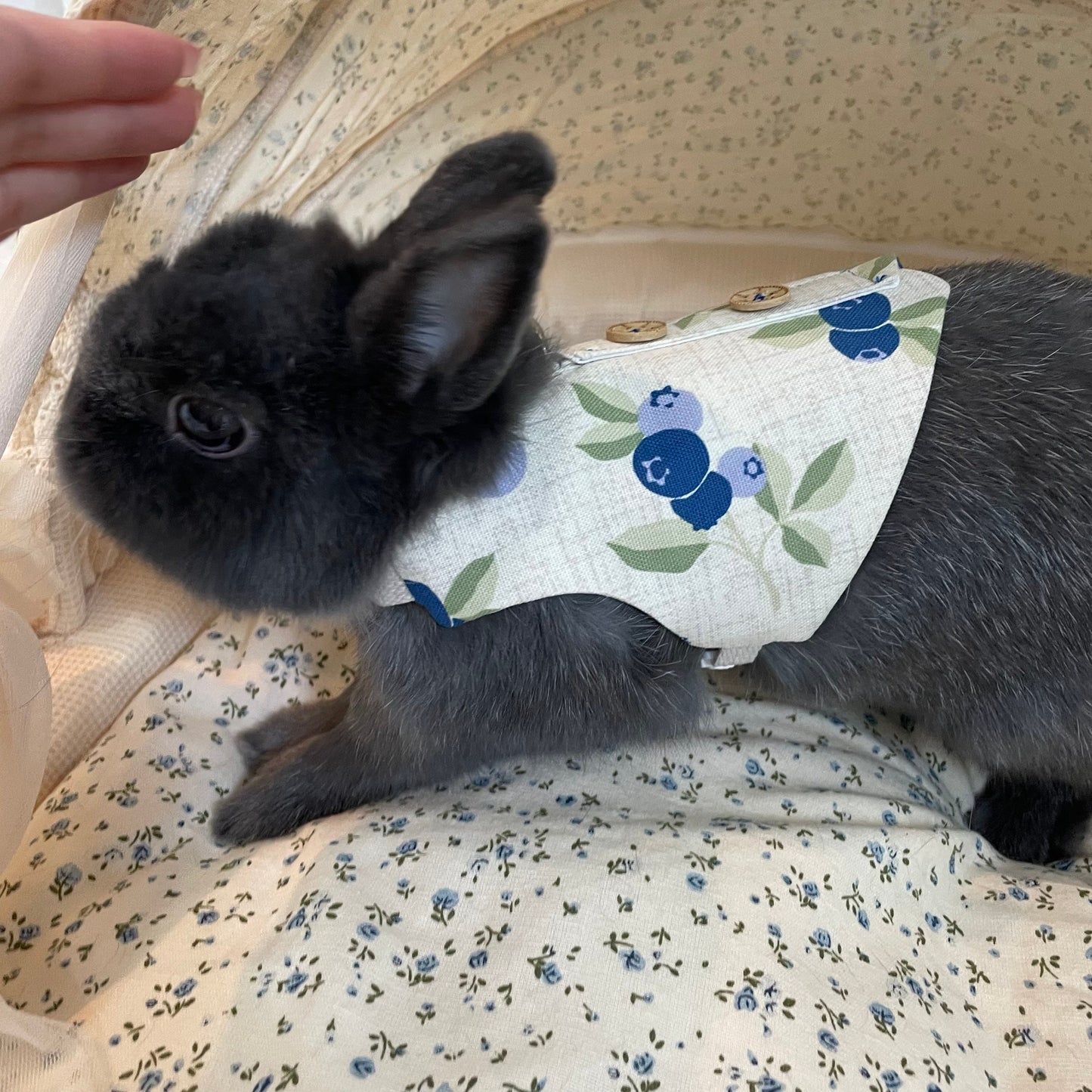 Blueberry Vest, Pet Bunny Dress/ Adjustable Harness