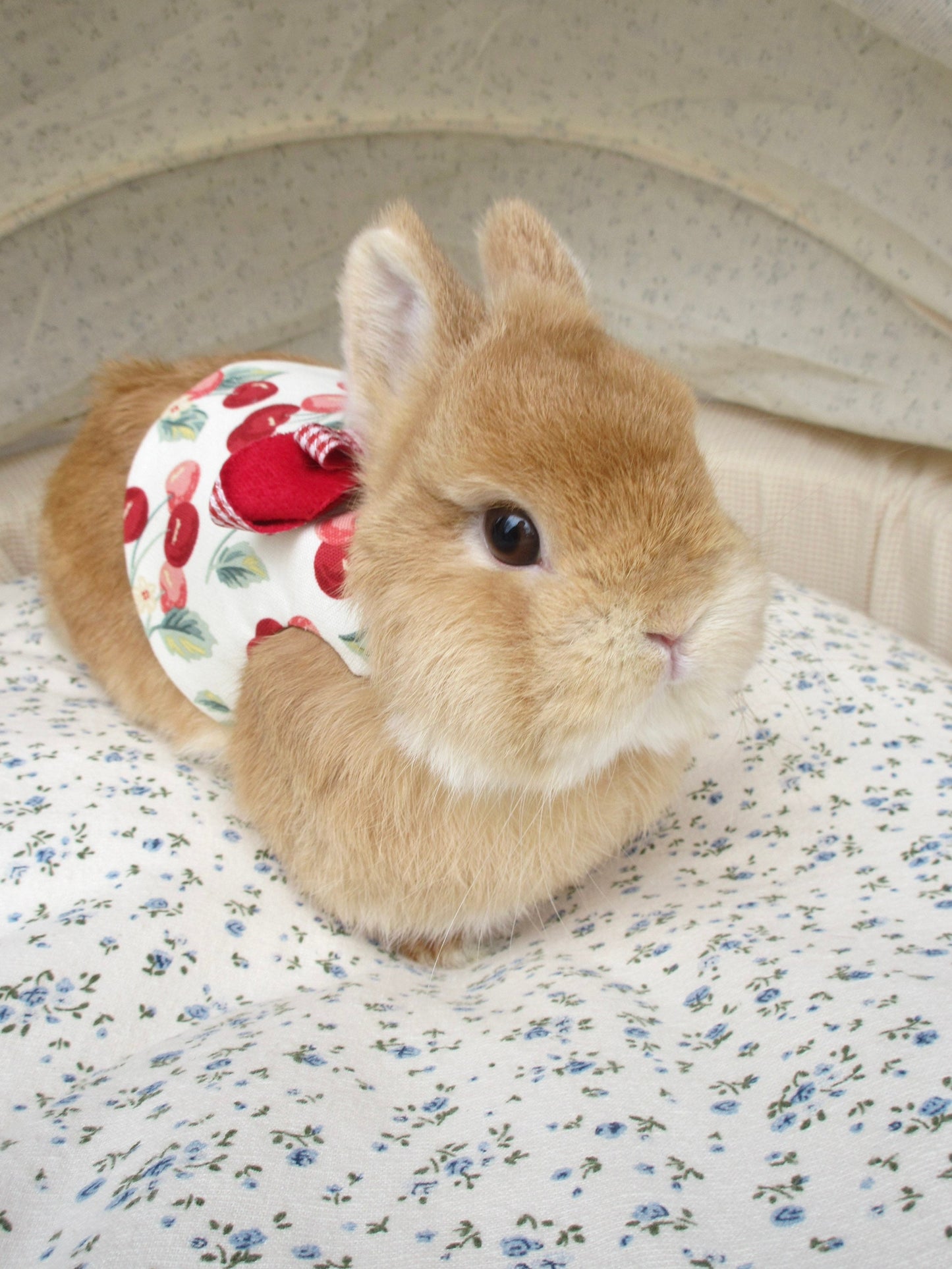 Just Cherry, No Blossom Short Dress, Pet Bunny Dress/ Adjustable Harness