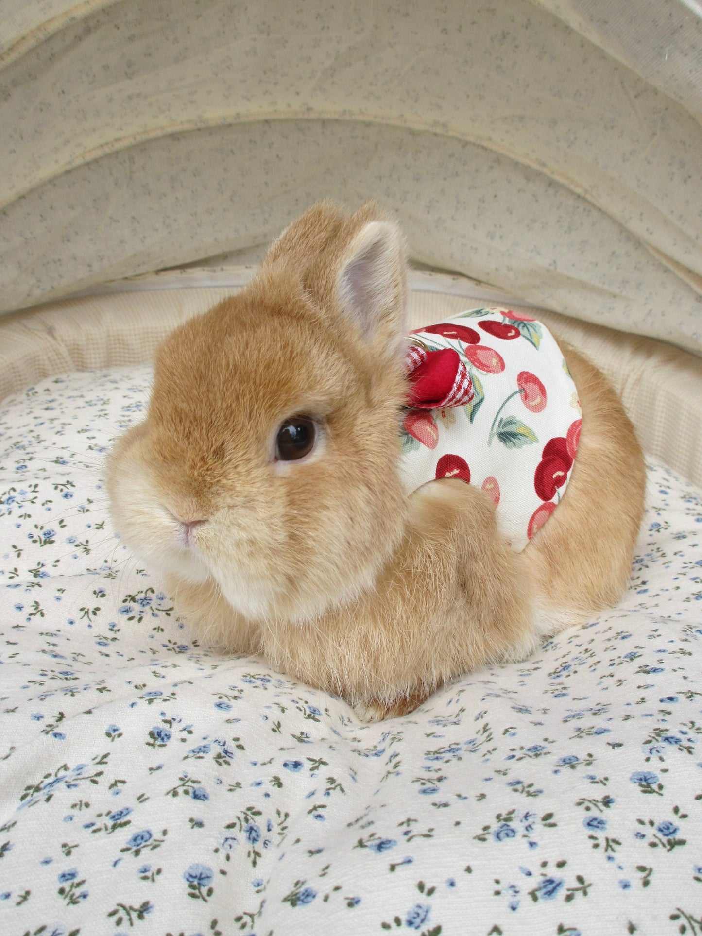 Just Cherry, No Blossom Short Dress, Pet Bunny Dress/ Adjustable Harness