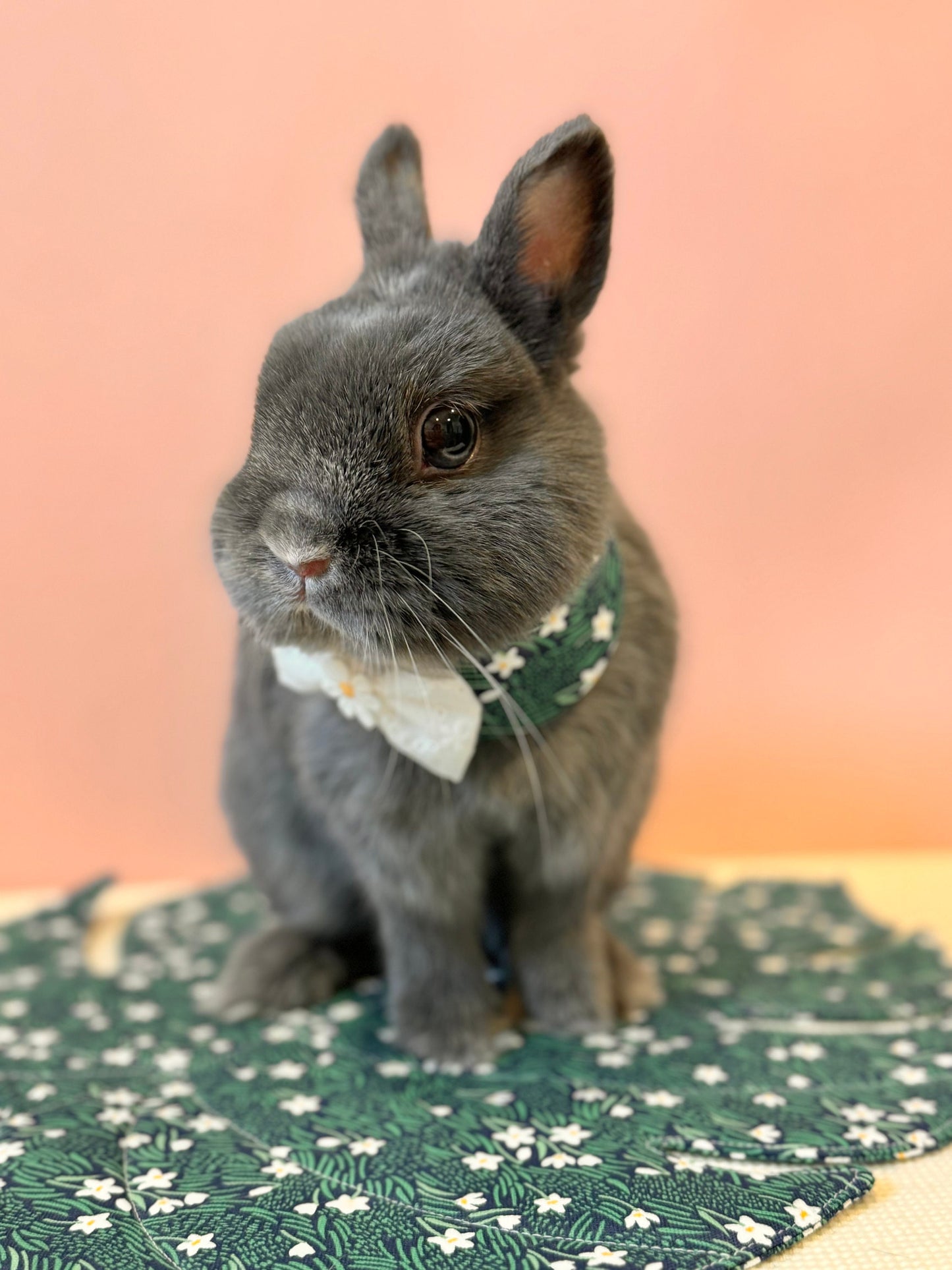 Narcissus Neckwear, Collar, Bow tie