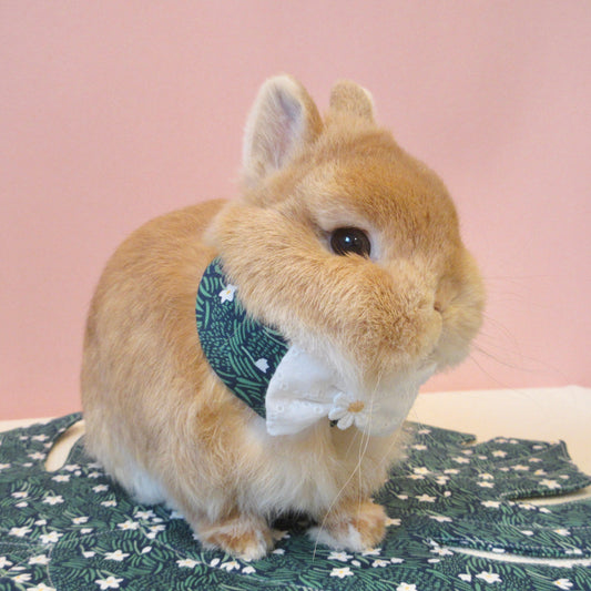 Narcissus Neckwear, Collar, Bow tie