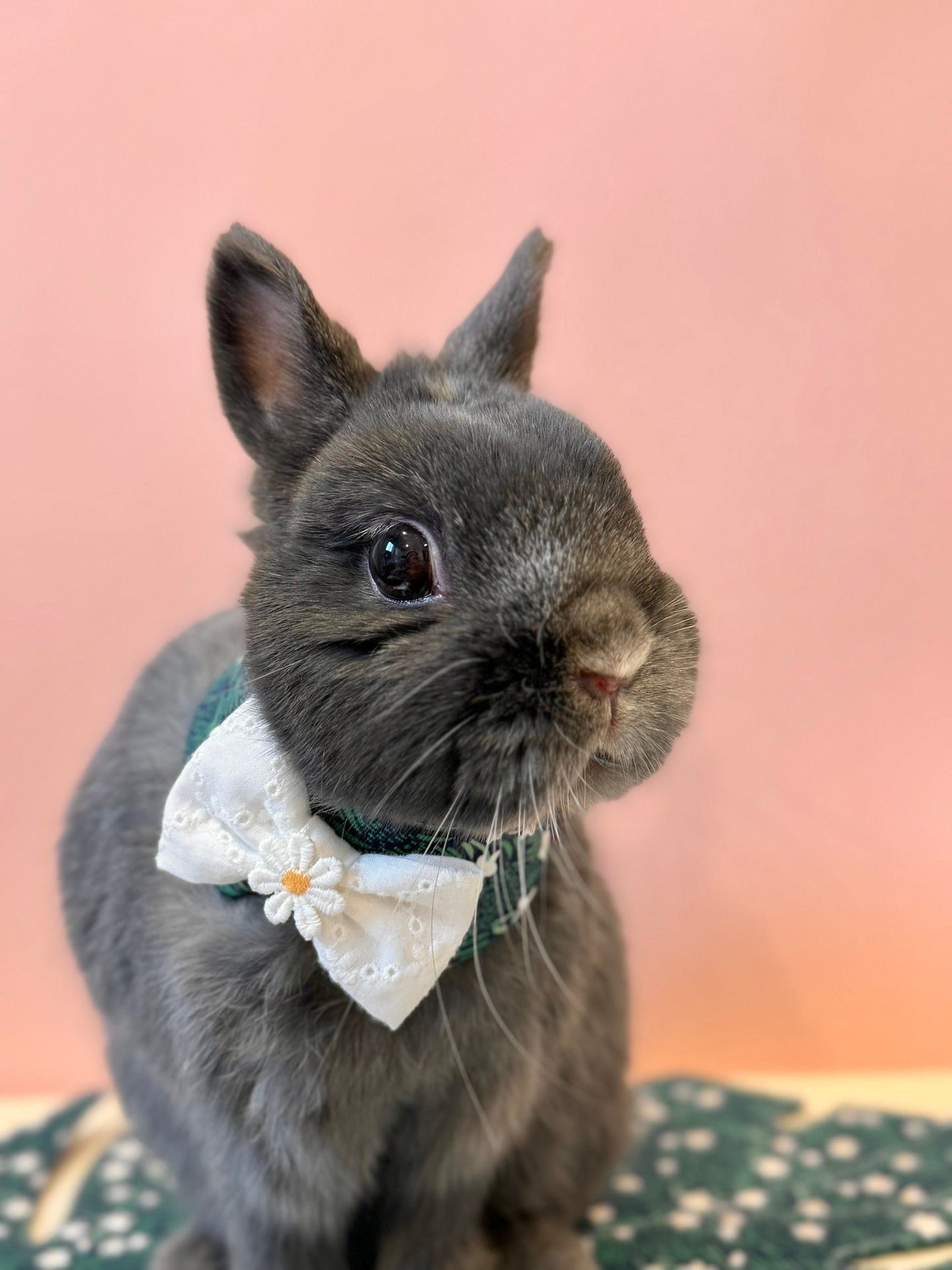 Narcissus Neckwear, Collar, Bow tie