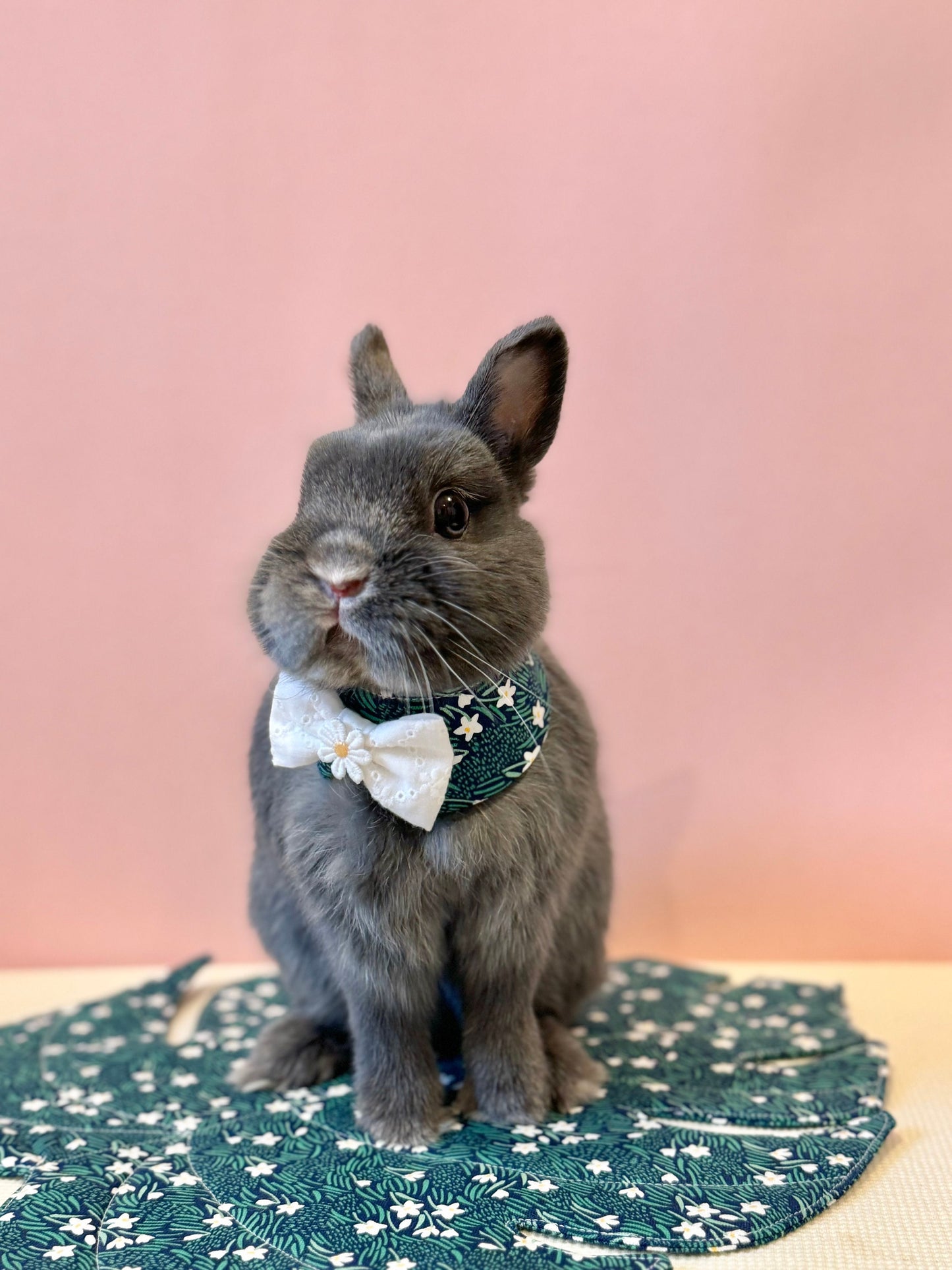 Narcissus Neckwear, Collar, Bow tie